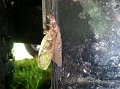 iphonejul-aug242011 087